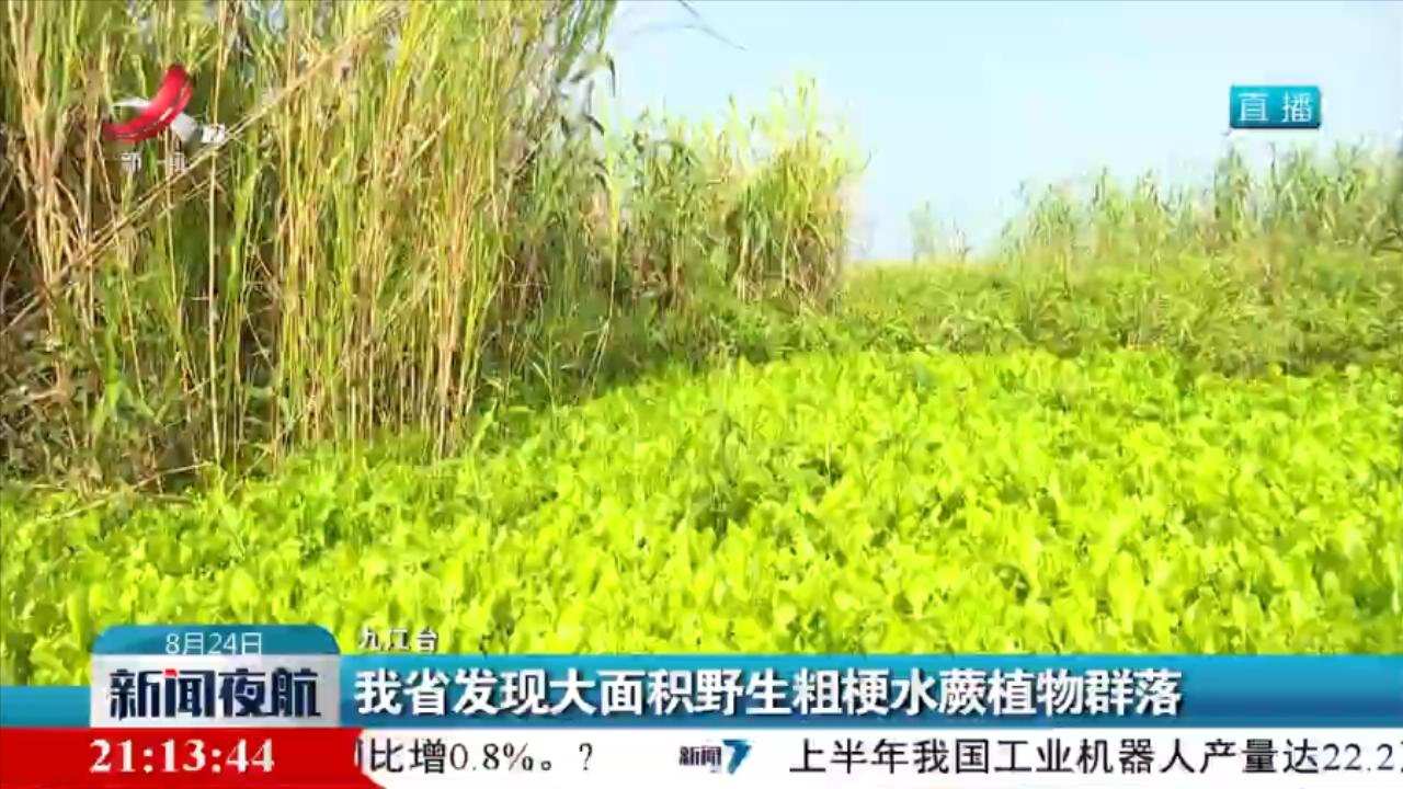 我省發現大面積野生粗梗水蕨植物群落