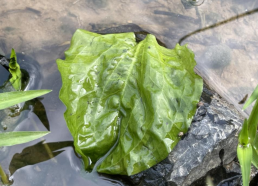彭澤發現?國家二級重點保護植物